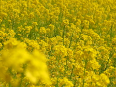 菜の花畑