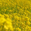 菜の花畑