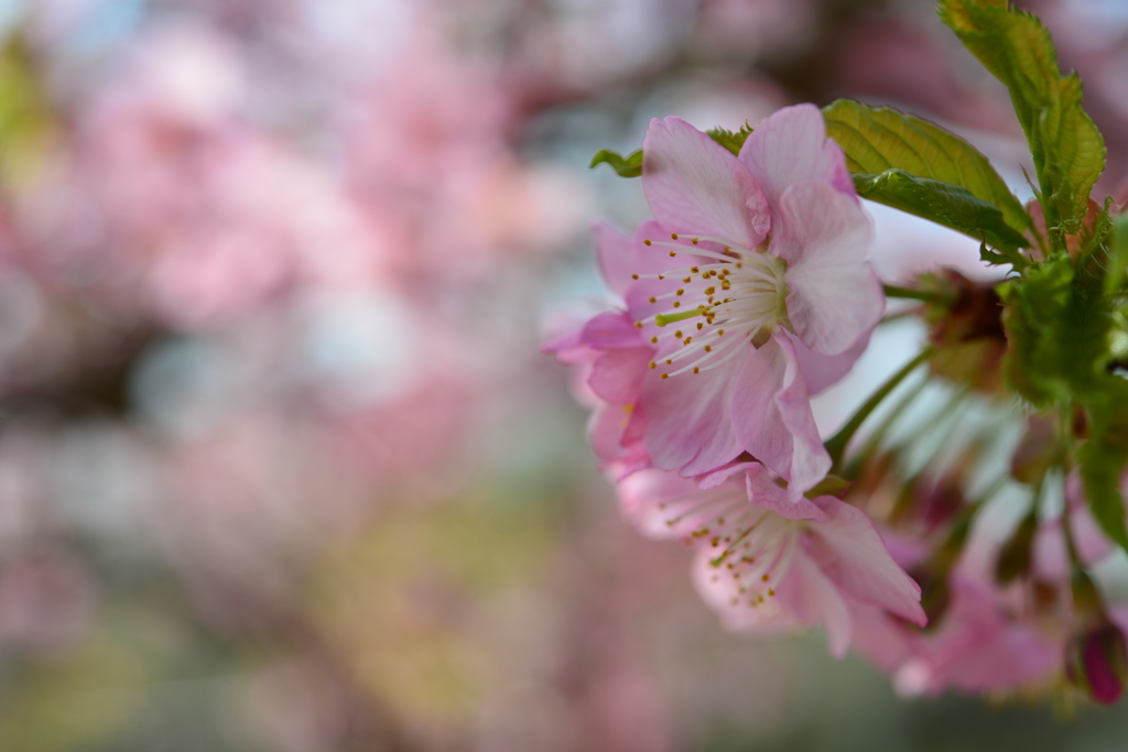 河津桜３
