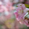 河津桜３