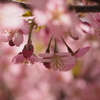 河津桜６