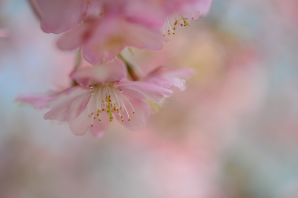 河津桜１