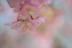 河津桜１