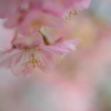 河津桜１