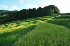 大山千枚田（平成２３年８月２９日）１８－５５ 027