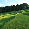 大山千枚田（平成２３年８月２９日）１８－５５ 027