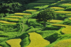 大山千枚田（平成２３年８月２９日）７０－２００ 006