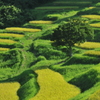 大山千枚田（平成２３年８月２９日）７０－２００ 006