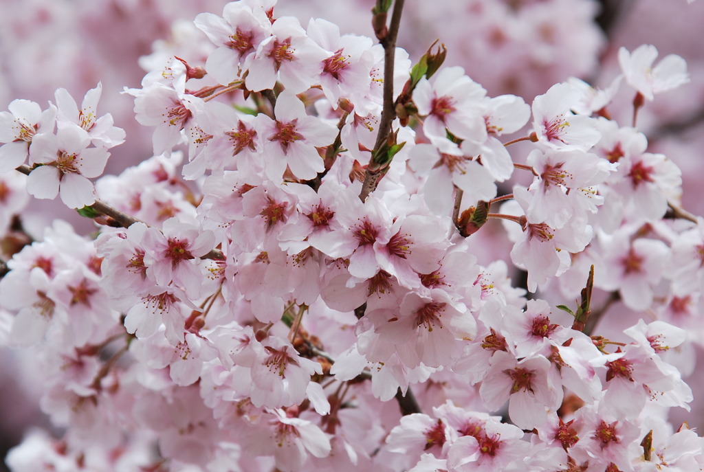 高遠桜 024