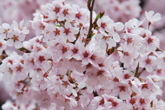 高遠桜 024