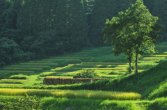 大山千枚田（平成２３年８月２９日）７０－２００ 003