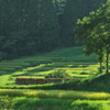 大山千枚田（平成２３年８月２９日）７０－２００ 003