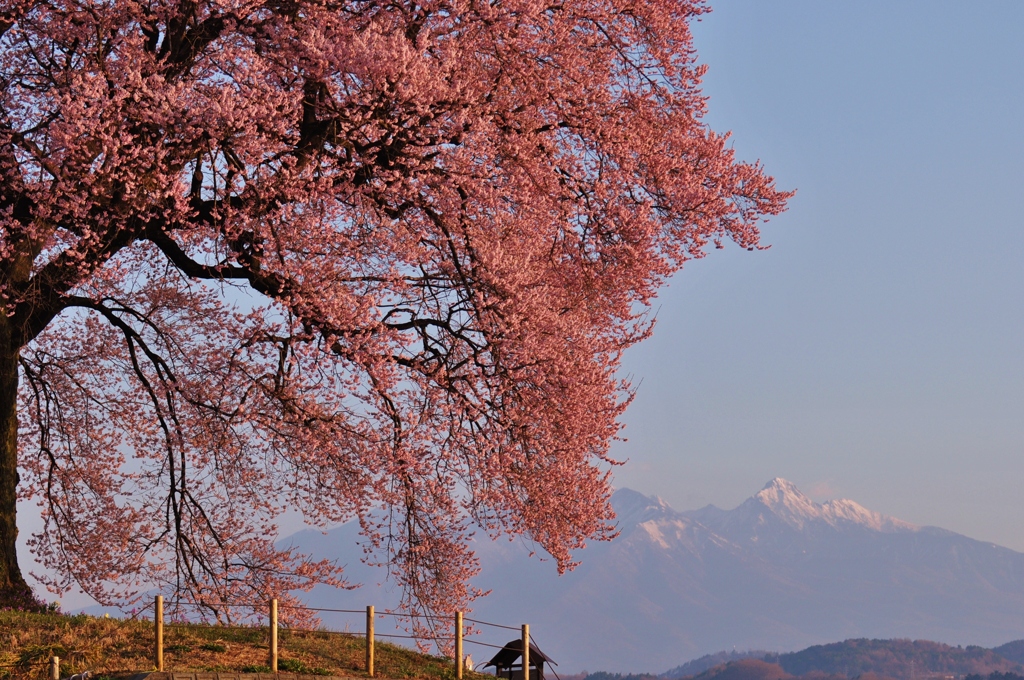 わに塚の1本桜 012