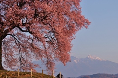 わに塚の1本桜 012