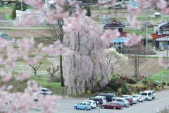高遠桜 018