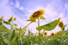 ひまわり２０１０ 018
