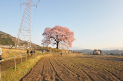 わに塚の1本桜 018