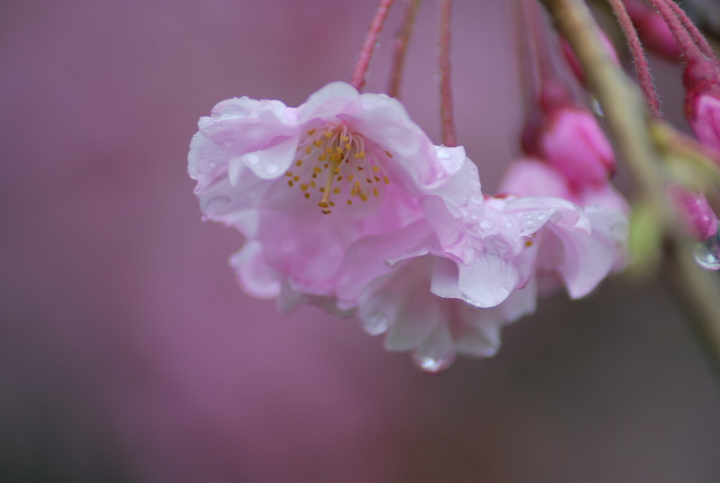 花壇 020