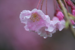 花壇 020