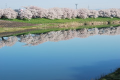 大河原一目千本桜