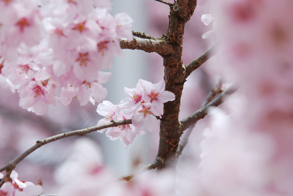 高遠桜 025