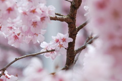高遠桜 025