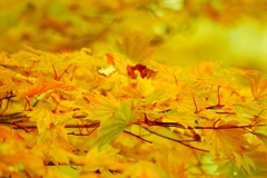 紅葉の森D60 026