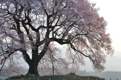 わに塚の1本桜 004