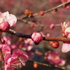 吉野梅郷の梅