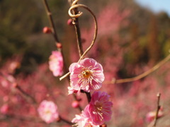 吉野梅郷で、三分咲きの梅