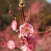 吉野梅郷で、三分咲きの梅