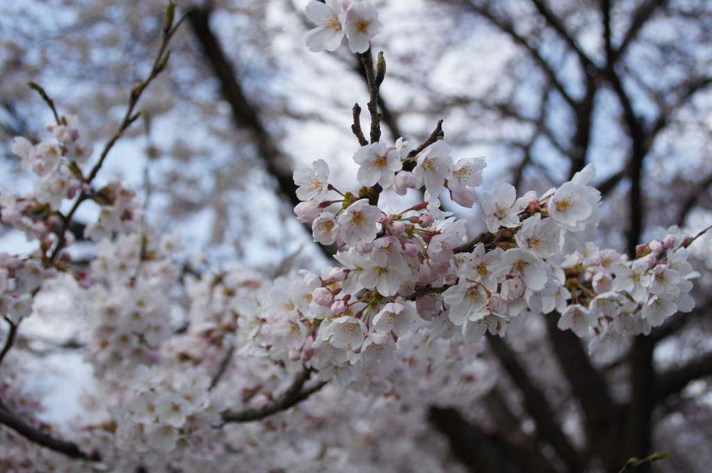 桜満開