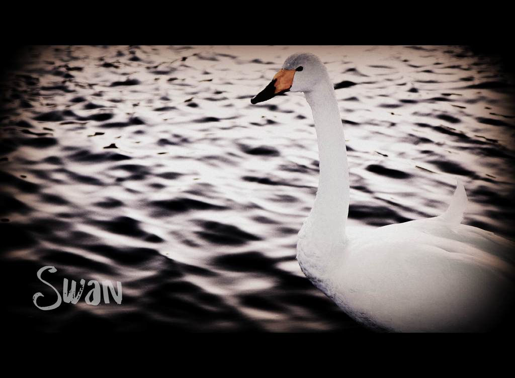 Swan