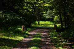 真夏の風景（散歩道）