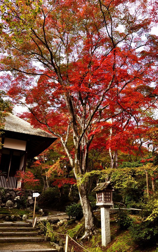 常寂光寺006