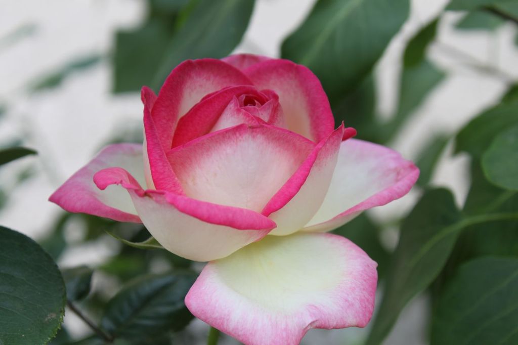 プリンセス・ドゥ・モナコ