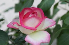 プリンセス・ドゥ・モナコ