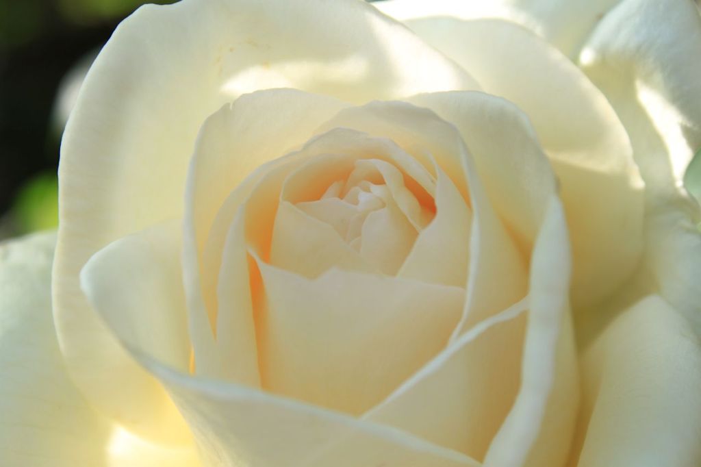 ホワイトクリスマス