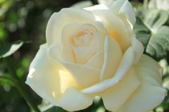 ホワイトクリスマス