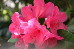 シャクナゲ