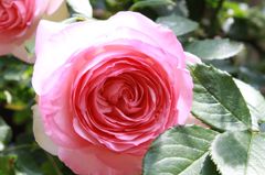 ピエール・ドゥ・ロンサール