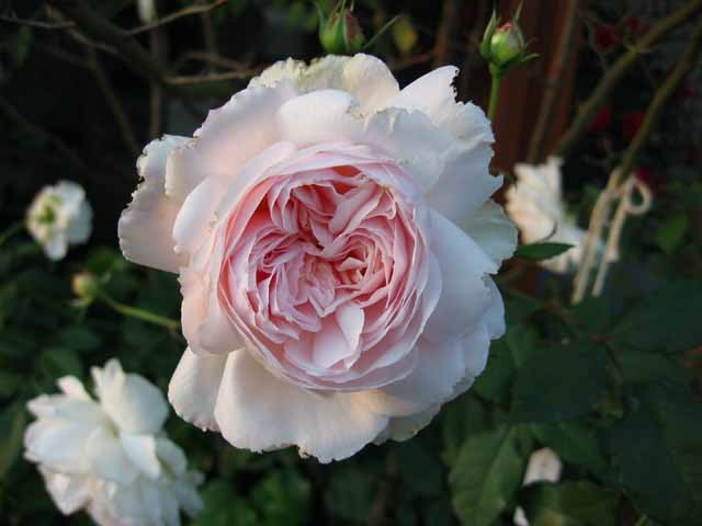 イレーヌ・ワッツ