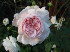 イレーヌ・ワッツ