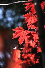 ノルウェーカエデ　春の紅葉