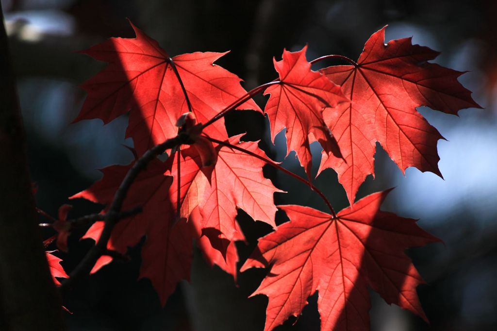 ノルウェーカエデ　春の紅葉（２）