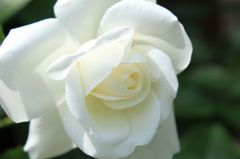 ホワイトクリスマス