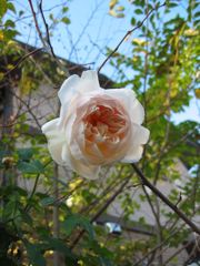 イレーヌ・ワッツ