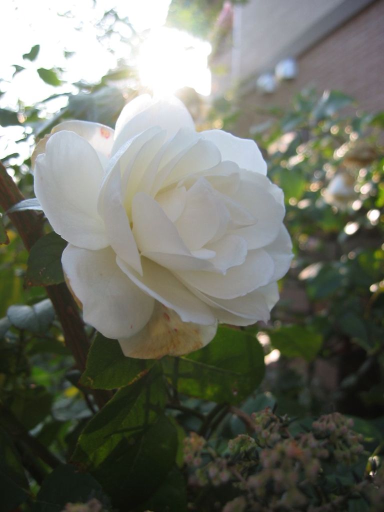 ホワイトクリスマス