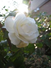 ホワイトクリスマス