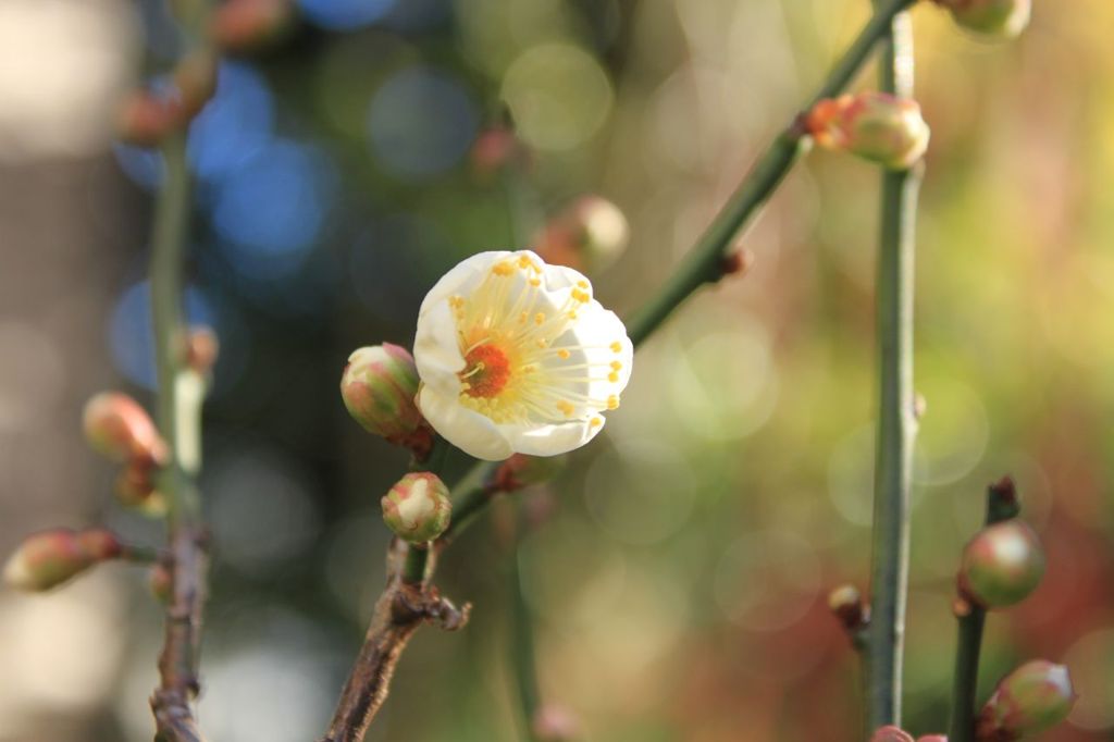 白梅　今年の一番花